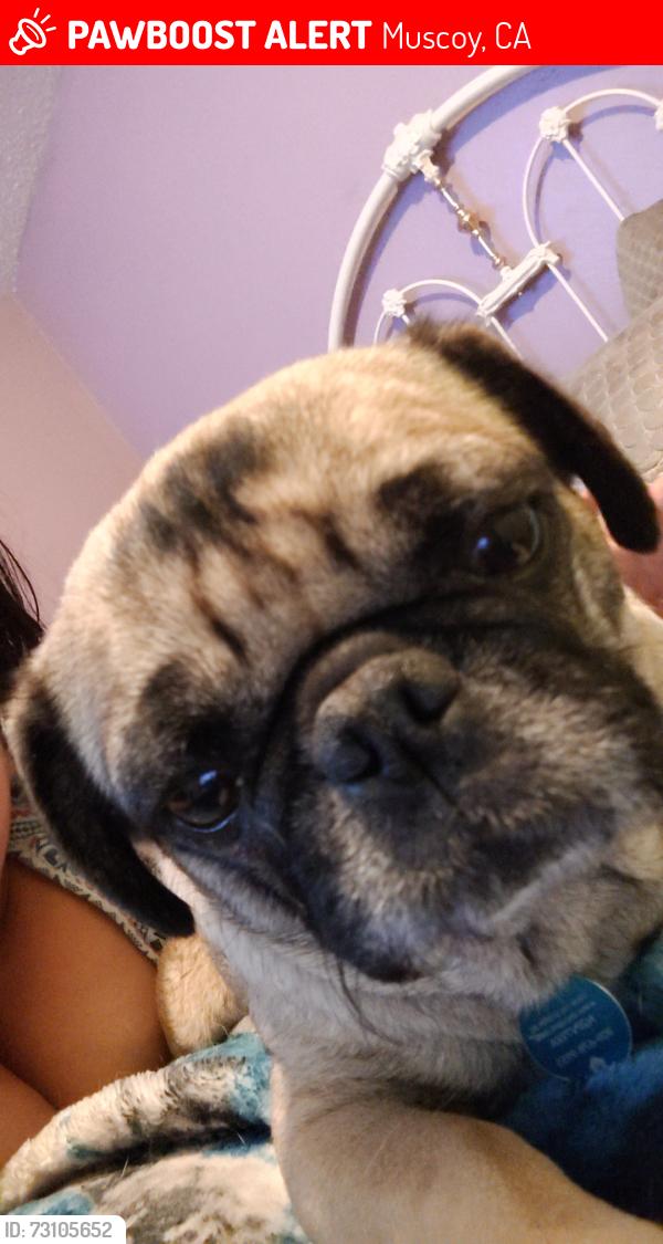Lost Female Dog last seen Near Acapulco CT san Bernardino ca92407, Muscoy, CA 92407