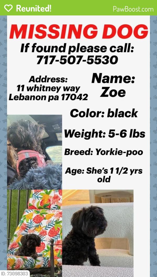 Reunited Female Dog last seen Royal road and Whitney way area, Lebanon, PA 17042