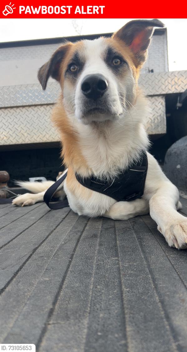 Lost Male Dog last seen The retreat at Austin bluffs, Colorado Springs, CO 80917