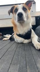 Lost Male Dog last seen The retreat at Austin bluffs, Colorado Springs, CO 80917