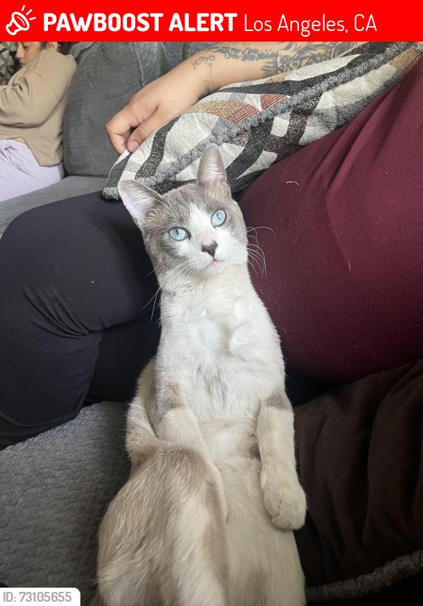Lost Male Cat last seen Saticoy and Mason Ave., Los Angeles, CA 91306