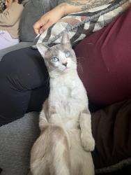 Lost Male Cat last seen Saticoy and Mason Ave., Los Angeles, CA 91306