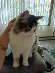 Lost Female Cat last seen Near west pacific, Spokane, WA 99201