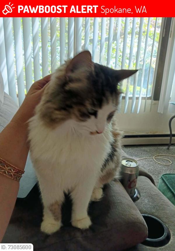 Lost Female Cat last seen Near west pacific, Spokane, WA 99201