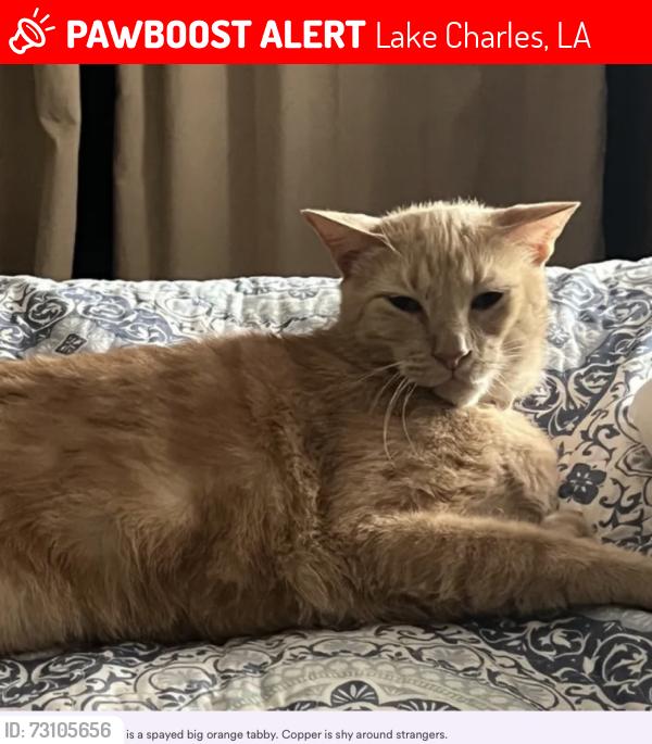 Lost Male Cat last seen N Lyons st and Jackson st, Lake Charles, LA 70601