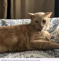 Lost Male Cat last seen N Lyons st and Jackson st, Lake Charles, LA 70601
