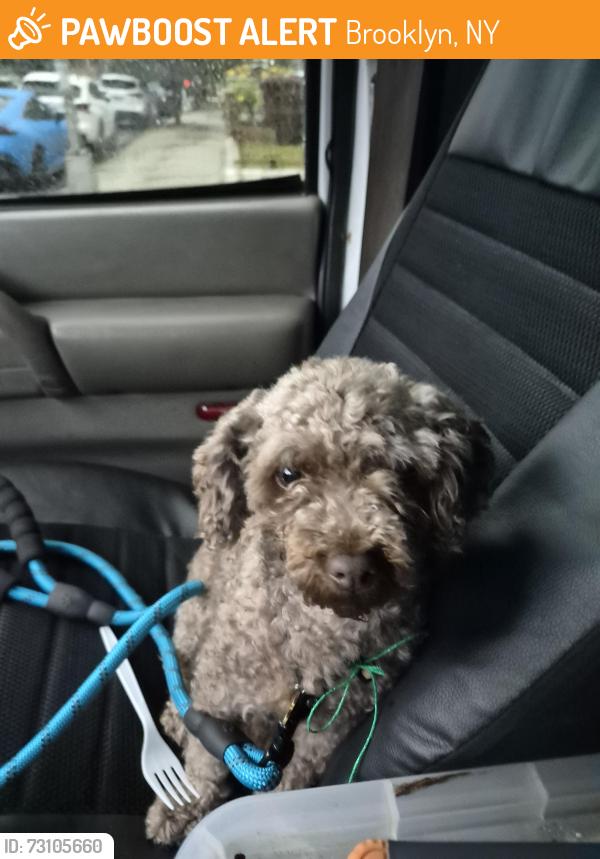 Found/Stray Unknown Dog last seen 13av 63st Brooklyn ny , Brooklyn, NY 11219