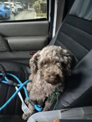 Found/Stray Unknown Dog last seen 13av 63st Brooklyn ny , Brooklyn, NY 11219