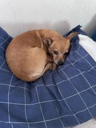 Lost Female Dog last seen El Corona Event Center, San Antonio, TX 78236