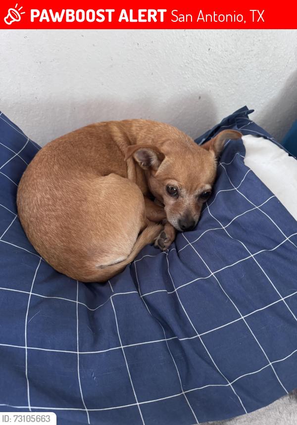 Lost Female Dog last seen El Corona Event Center, San Antonio, TX 78236