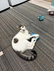 Reunited Male Cat last seen Baileys grove neighborhood, Kentwood, MI 49512