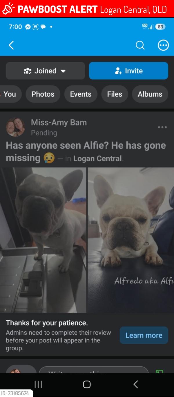 Lost Male Dog last seen Kingston road,Logan central shops, Logan Central, QLD 4114