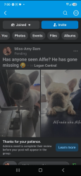 Lost Male Dog last seen Kingston road,Logan central shops, Logan Central, QLD 4114