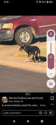 Lost Male Dog last seen W La casa drive, Rancho Cordova, CA 95670
