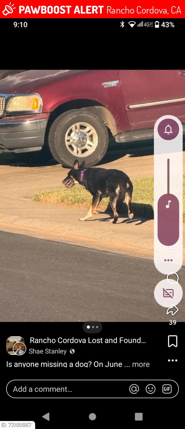 Lost Male Dog last seen W La casa drive, Rancho Cordova, CA 95670