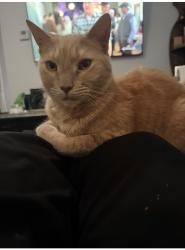 Reunited Male Cat last seen Quarry Road. In Widewater, Stafford, VA 22554