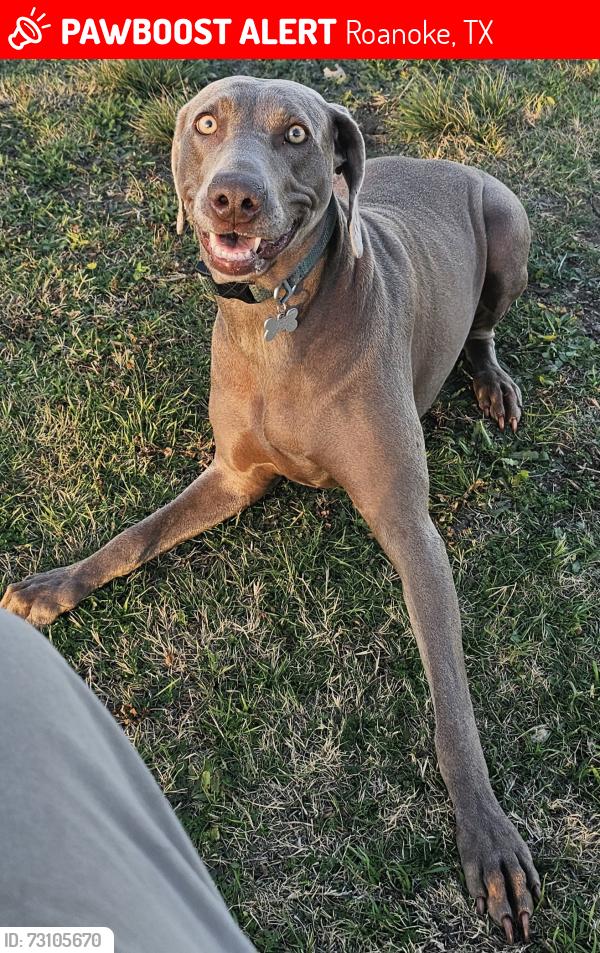 Lost Female Dog last seen J Lyndall Hughes Elementary, Roanoke, TX 76262