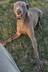 Lost Female Dog last seen J Lyndall Hughes Elementary, Roanoke, TX 76262