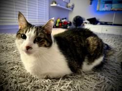 Lost Male Cat last seen Across the street from McDonald's in Waynedale, Fort Wayne, IN 46819