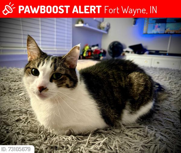 Lost Male Cat last seen Across the street from McDonald's in Waynedale, Fort Wayne, IN 46819
