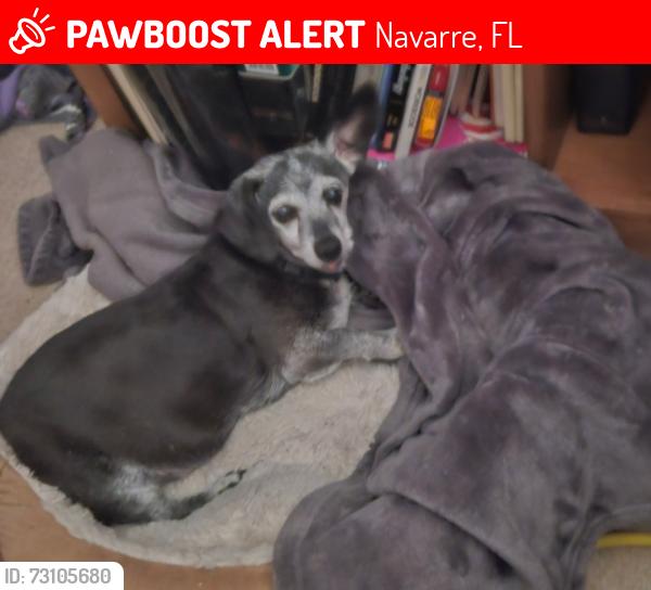 Lost Female Dog last seen Avenida de soto, Navarre, FL 32566