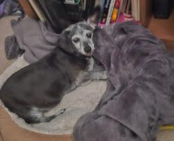 Lost Female Dog last seen Avenida de soto, Navarre, FL 32566