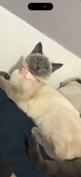 Lost Female Cat last seen Belknap st and cushing st, Dover, NH 03820