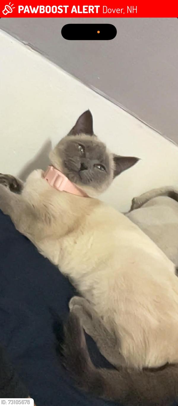 Lost Female Cat last seen Belknap st and cushing st, Dover, NH 03820