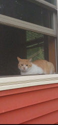 Lost Male Cat last seen Newbury Rd Little Hocking, Little Hocking, OH 45742