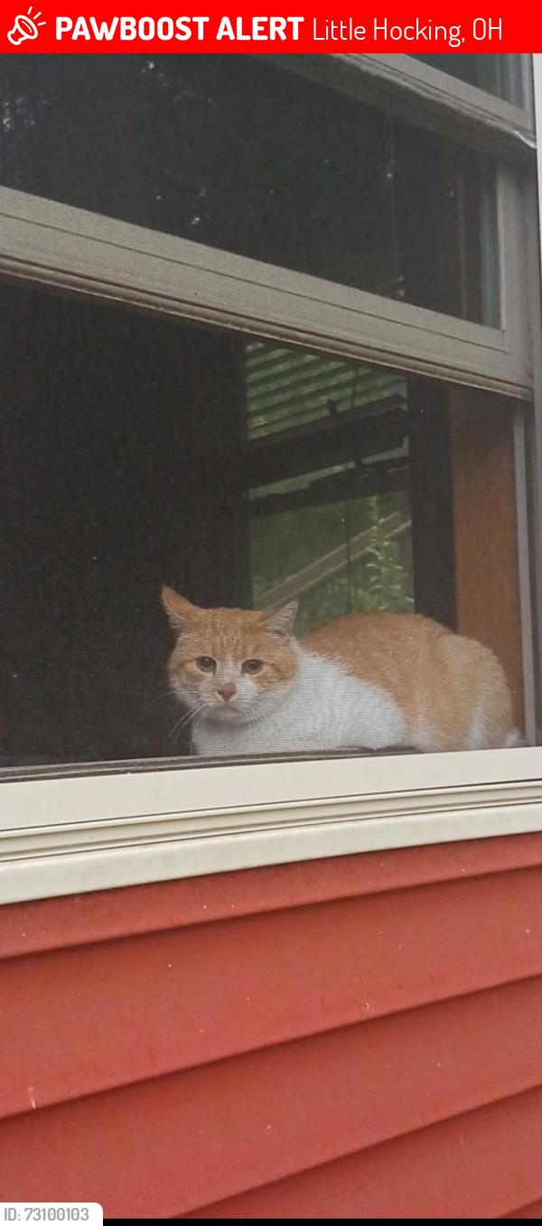 Lost Male Cat last seen Newbury Rd Little Hocking, Little Hocking, OH 45742