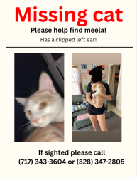 Lost Female Cat last seen Joe Bradley and Ruth Wells Rd, Otto, NC 28763