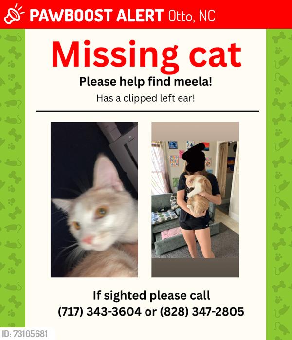 Lost Female Cat last seen Joe Bradley and Ruth Wells Rd, Otto, NC 28763