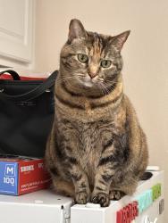 Reunited Female Cat last seen Near Harbor St, Pittsburg, CA 94565, USA, Pittsburg, CA 94565