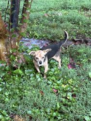 Reunited Male Dog last seen N. Hamilton and Johnson St, High Point, NC 27262