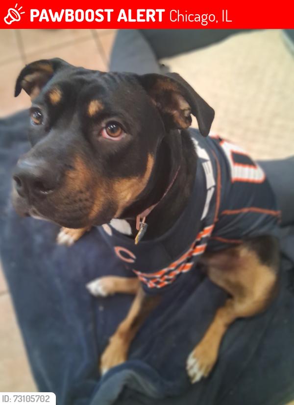 Lost Female Dog last seen 14th & s springfield ave, Chicago, IL 60623
