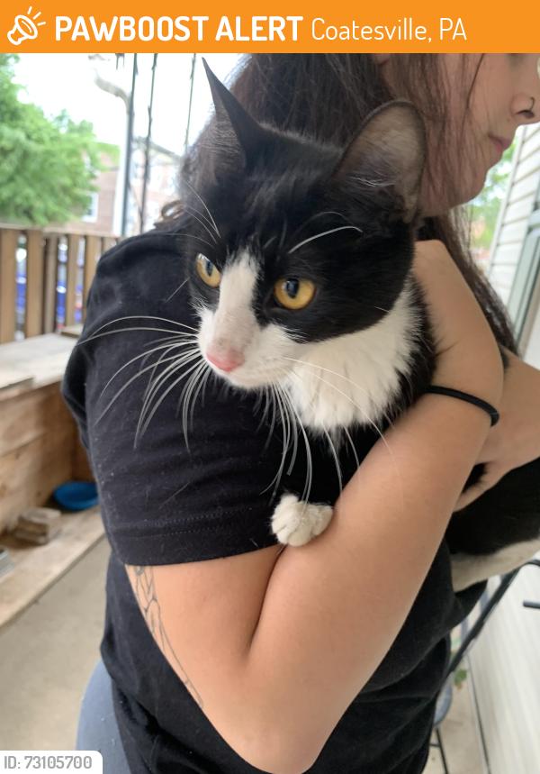 Found/Stray Female Cat last seen Strode Avenue and Madison and Charles street 200 block, Coatesville, PA 19320