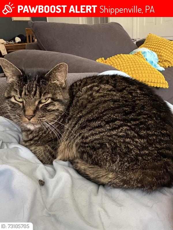 Lost Female Cat last seen At lost in the wilds brewing, Shippenville, PA 16254
