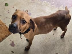 Found/Stray Female Dog last seen Montrose Elementary School, South Charleston, WV 25303