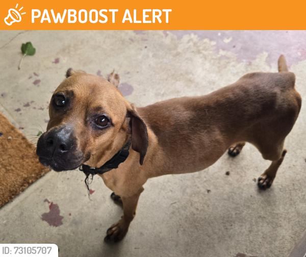 Found/Stray Female Dog last seen Montrose Elementary School, South Charleston, WV 25303