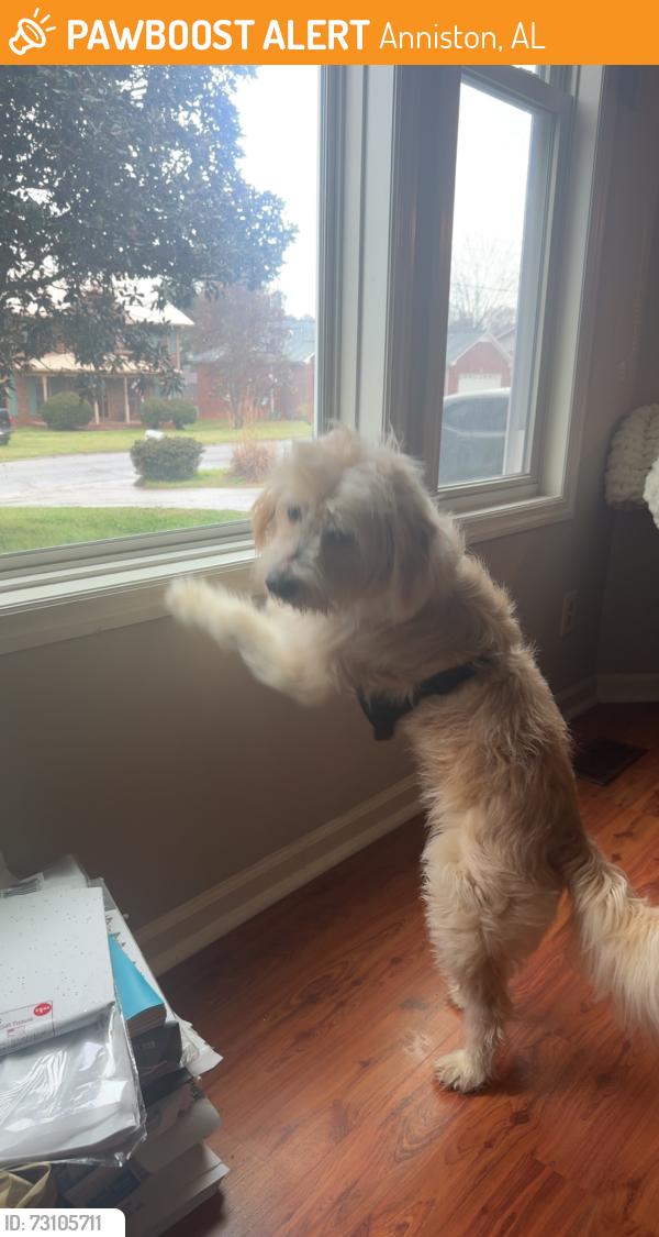 Found/Stray Male Dog last seen Golden Springs, Anniston, AL 36207