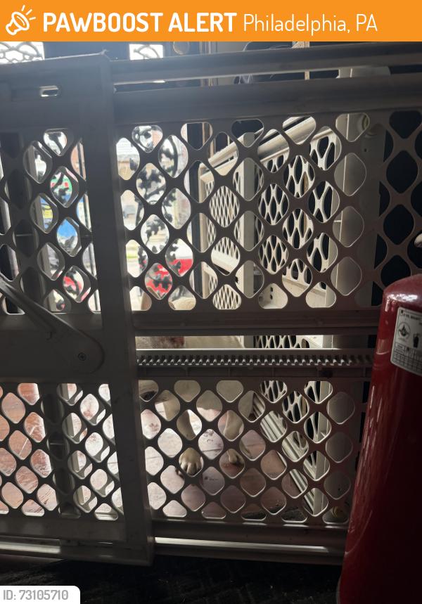 Found/Stray Unknown Dog last seen 59th & arch st, Philadelphia, PA 19139