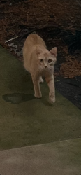Found/Stray Unknown Cat last seen Morton St between Kingman and Morgan St, Hoffman Estates, IL 60169