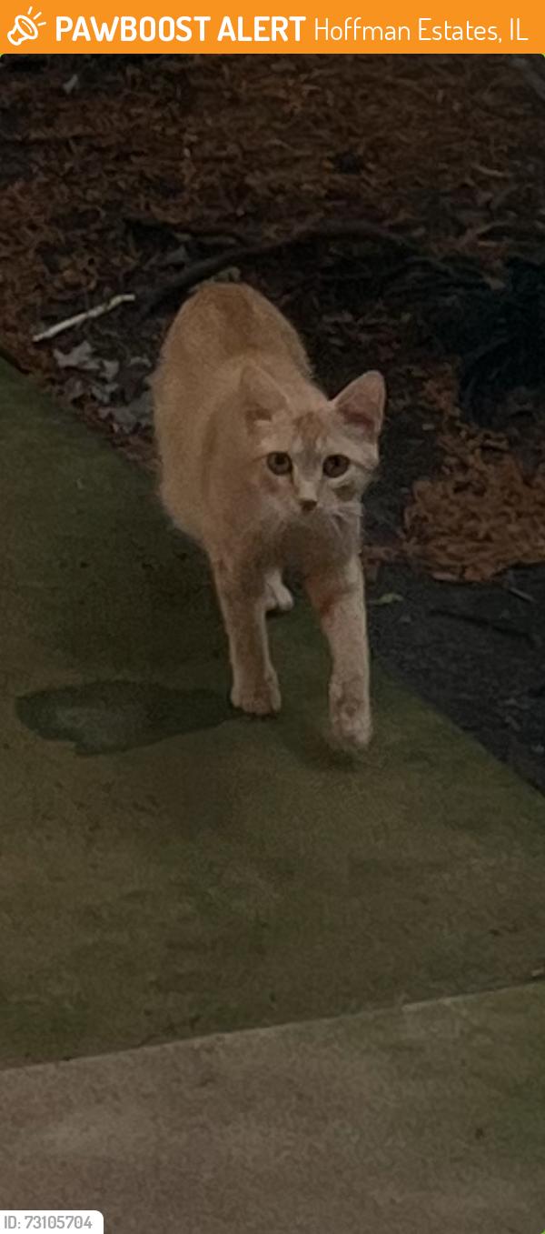 Found/Stray Unknown Cat last seen Morton St between Kingman and Morgan St, Hoffman Estates, IL 60169