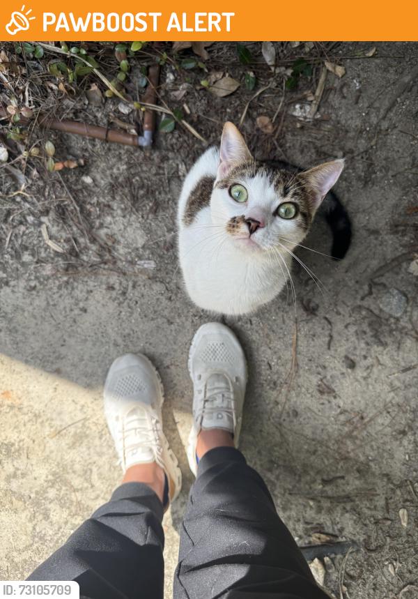 Found/Stray Female Cat last seen Found at a medical office building off of Medcom st., North Charleston, SC 29406