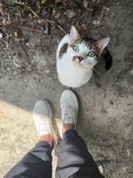 Found/Stray Female Cat last seen Found at a medical office building off of Medcom st., North Charleston, SC 29406