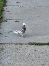 Found/Stray Unknown Bird last seen S Christine Street and E College Ave, Appleton, WI 54915