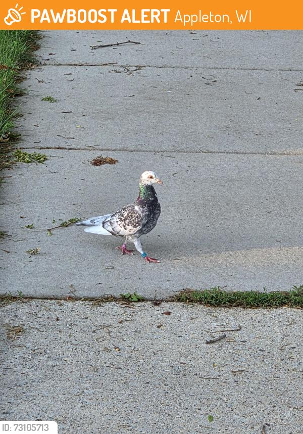 Found/Stray Unknown Bird last seen S Christine Street and E College Ave, Appleton, WI 54915