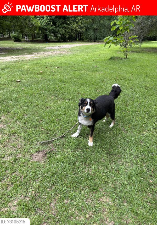 Lost Male Dog last seen Red hill rd, Arkadelphia, AR 71923