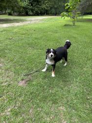Lost Male Dog last seen Red hill rd, Arkadelphia, AR 71923