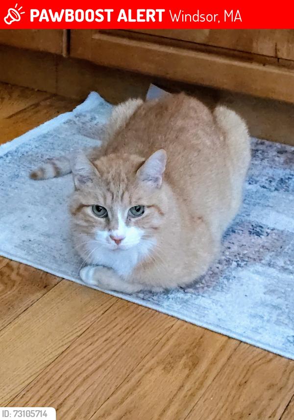 Lost Male Cat last seen Near North Street, Windsor, Windsor, MA 01270